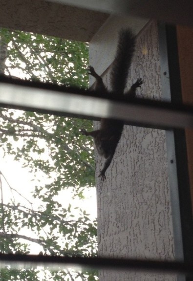 squirrel web